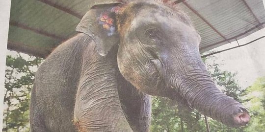 Belalai terpotong, ini kisah memilukan gajah kecil Erin