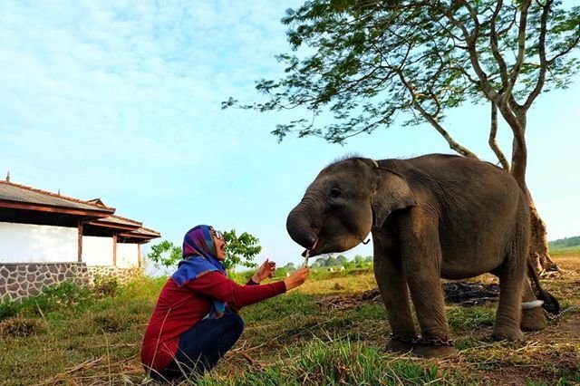 Unduh 71 Gambar Gajah Kurus Keren Gratis