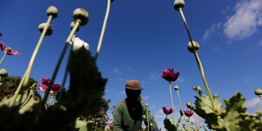 Dua nenek di China ditangkap karena tanam opium
