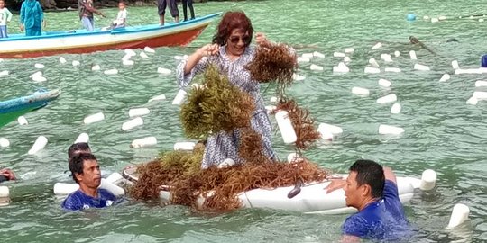 Aksi Menteri Susi panen rumput laut pakai Paddle Board di Papua