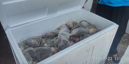 Petugas sukses gagalkan penyelundupan tikus beku di Pelabuhan Gorontalo