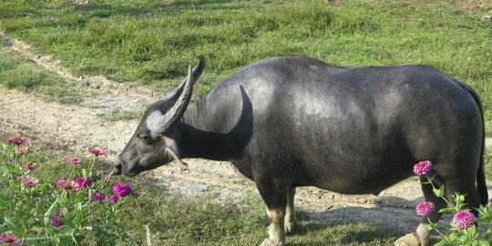 Jelang Ramadan & Idul Fitri, Bulog Sumut impor 200 ton daging kerbau asal India