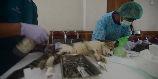 Pemprov DKI kebiri puluhan kucing peliharaan di Duren Sawit
