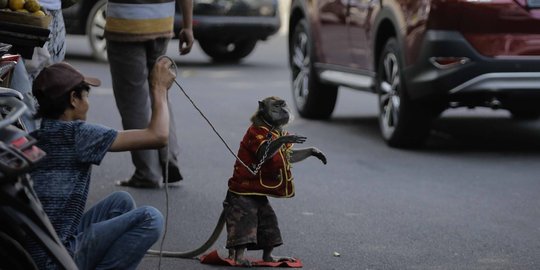 Topeng monyet 'hidup lagi' di Jakarta
