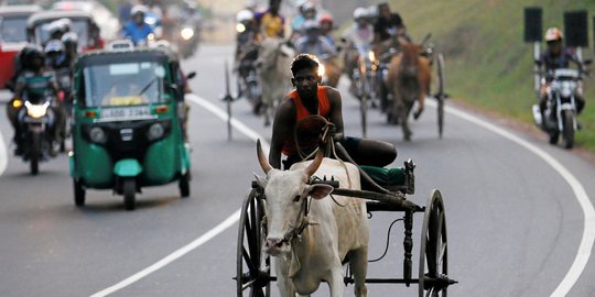 Keseruan lomba balap kereta sapi di jalan raya