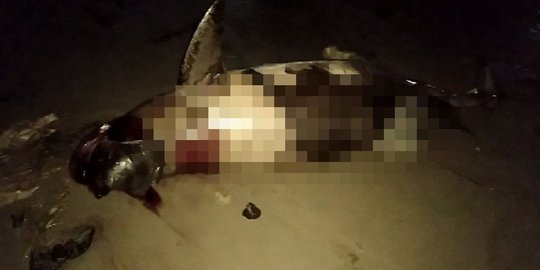 Ikan pesut mati di laut Balikpapan, diduga terpapar tumpahan minyak