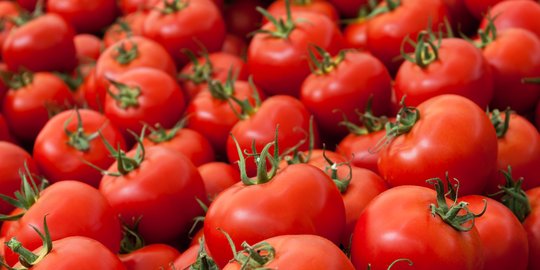 Harga tomat meroket dari Rp 8.000 jadi Rp 12.000 per kilogram