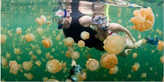 ubur pulau kakaban kepulauan derawan rev2