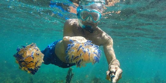 ubur pulau sembilan taman nasional pulau komodo rev2