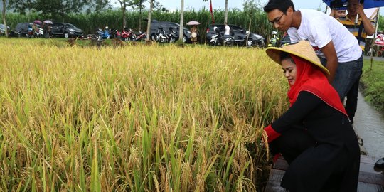 Puti panen raya bersama petani Trenggalek