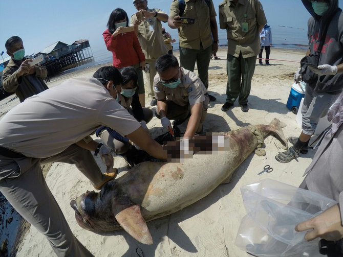 ikan pesut teluk balikpapan yang mati