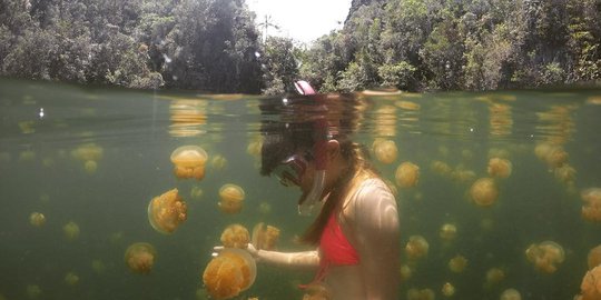 Menjelajahi danau ubur-ubur ala Spongebob di Lenmakana, Misool