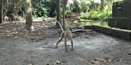 Monyet liar di kawasan Kampus Unika Semarang boleh diburu