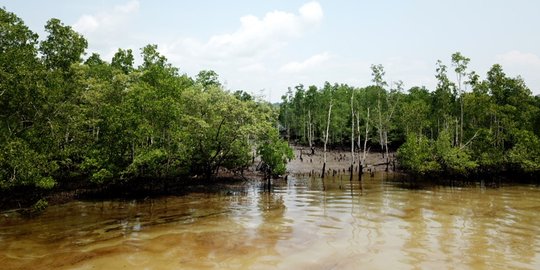 Hutan bakau rusak akibat pencemaran minyak di perairan teluk Balikpapan
