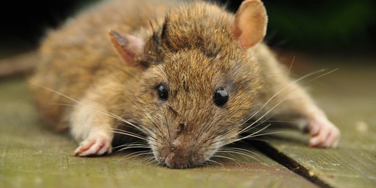 Cara mengusir tikus di teras rumah