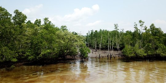 Begini kondisi hutan bakau di Balikpapan yang rusak tercemar minyak