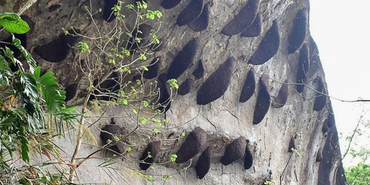 Bikin merinding, begini pusat sarang lebah liar di India