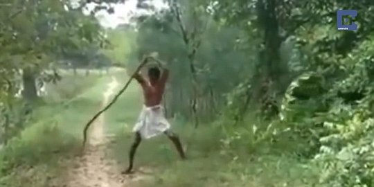 ini bertengkar dengan ular demi balas dendam anaknya rev2