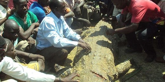 ini duel lawan buaya pemakan istrinya rev2