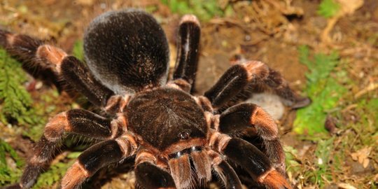 Binatang Menggelikan Ini Bermanfaat Besar Untuk Kesehatan