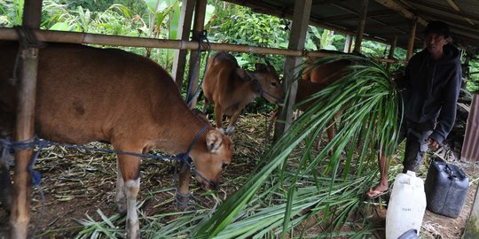 Puluhan sapi mati mendadak, warga Nagari Pasar Bukit Sumbar resah