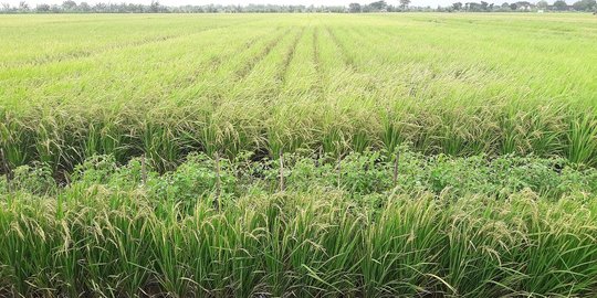 Pemerintah siapkan KUR Rp 10,6 triliun khusus untuk revitalisasi penggilingan padi