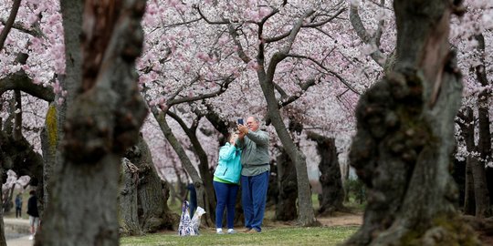 Menikmati keindahan surga Sakura di Washington