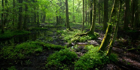 KLHK dan Bupati Inhu digugat terkait izin pembebasan hutan