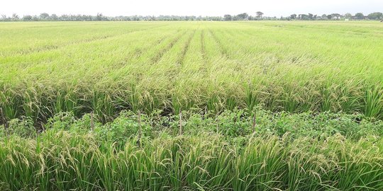 Pemerintah catat 200.000 hektare lahan sawah beralih fungsi tiap tahun