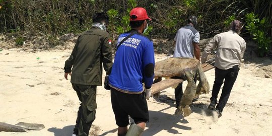 Puluhan penyu mati di Pantai Belacan karena telan limbah aspal