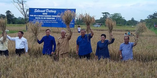 Turun ke sawah, SBY dicurhati buruknya kualitas raskin