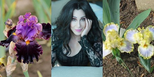 15 selebriti yang jadi inspirasi nama bunga-bunga tercantik