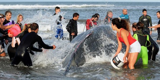 Terdampar selama 3 hari, paus bungkuk mati di Pantai Argentina