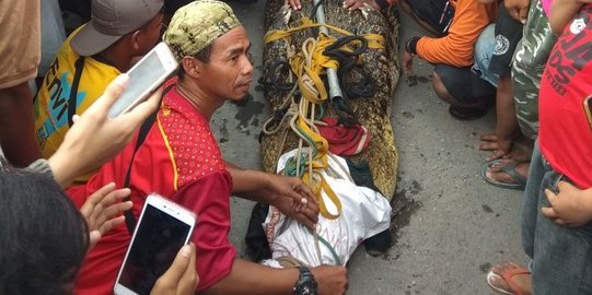 Gegerkan warga, Buaya ompong di Sukoharjo lepas karena tergoda kambing