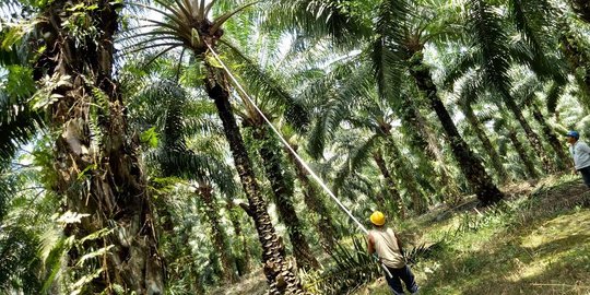 Ini tanggapan pengusaha akan kehadiran indeks acuan harga minyak sawit Indonesia