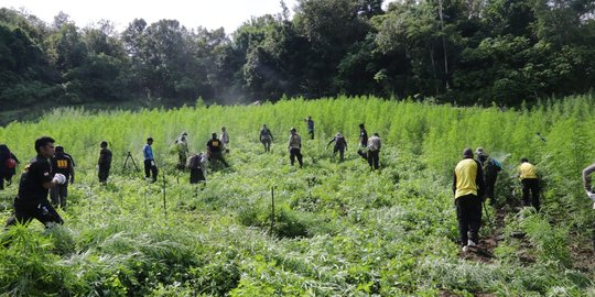 BNN musnahkan 5 hektar ladang ganja di Aceh