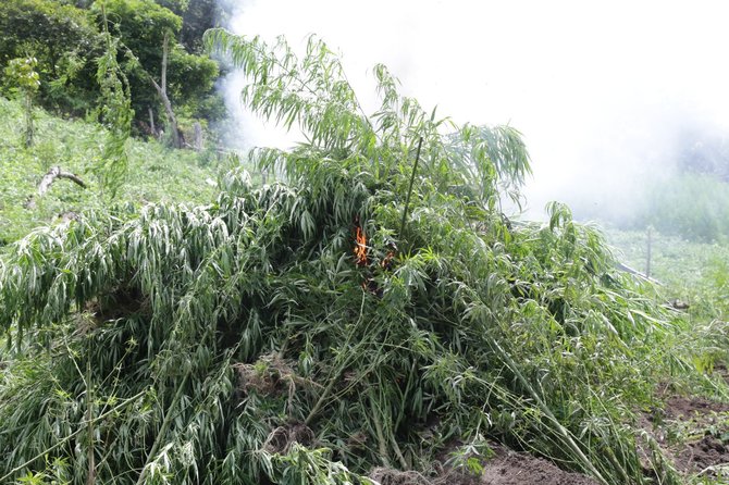 bnn musnahkan 5 hektar ladang ganja di aceh