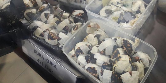 Koper milik penumpang pesawat asal Hongkong berisi ratusan kura-kura