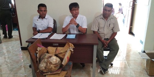 Dikira pelampung, nelayan Kupang temukan muntahan paus seberat 15 Kilogram