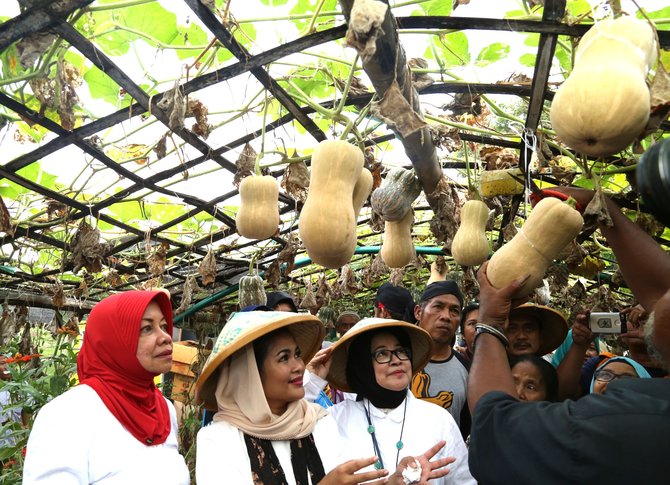 puti kunjungi petani labu manis di kediri