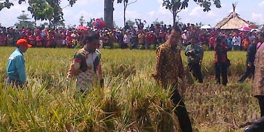 Bank Mandiri dan Pupuk Indonesia serap ribuan ton gabah petani di Karawang