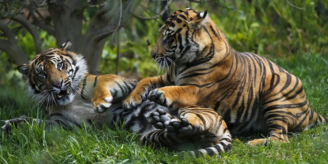 Saat ini tersisa 400 ekor Harimau Sumatera khusus di  Riau  