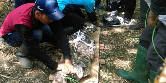 Takut lepas, buaya milik warga Sukoharjo dievakuasi BKSDA