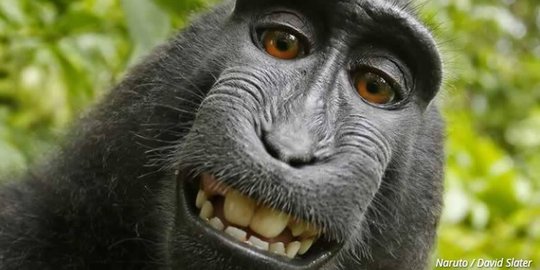 Pengadilan banding AS tolak hak cipta 'monyet selfi' dari Sulawesi