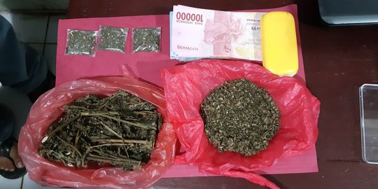 Lagi asyik konsumsi ganja, 4 remaja Indragiri Hulu diciduk polisi