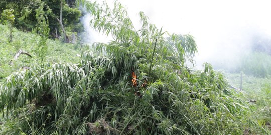 TNI temukan ladang ganja tertutup tanaman jagung di perbatasan RI-PNG