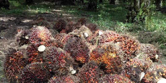 Pemerintah incar negara berkembang pasarkan produk kelapa sawit
