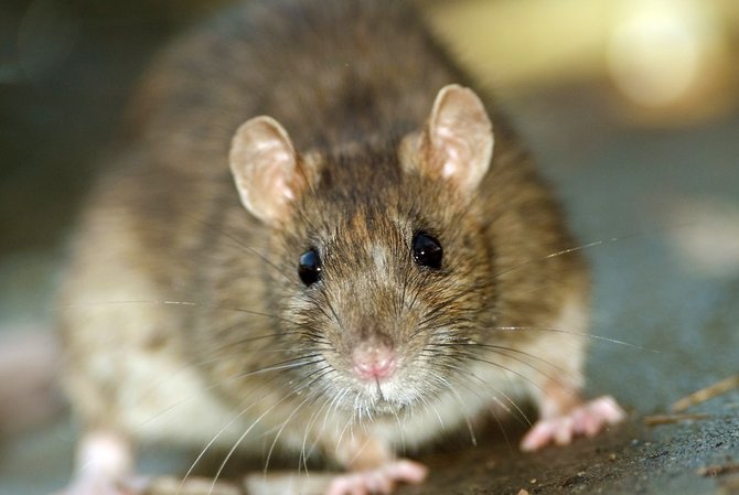 Cara mengusir tikus kecil di dalam rumah