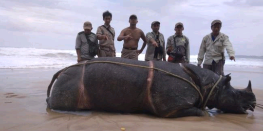 Samson, badak Jawa ditemukan mati di tepi pantai Banten