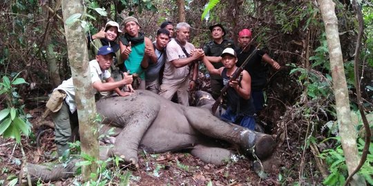 Gajah Sumatera pincang, diduga dijerat sekelompok orang